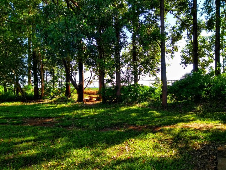trees