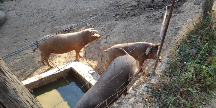 pigs in the morning