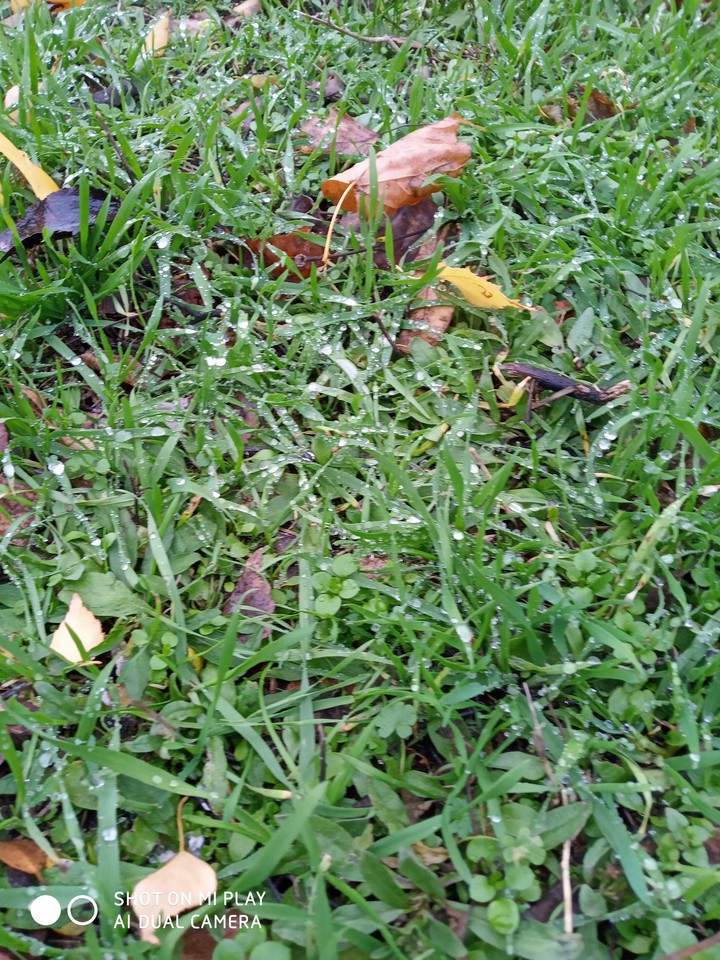 autumn dew drops