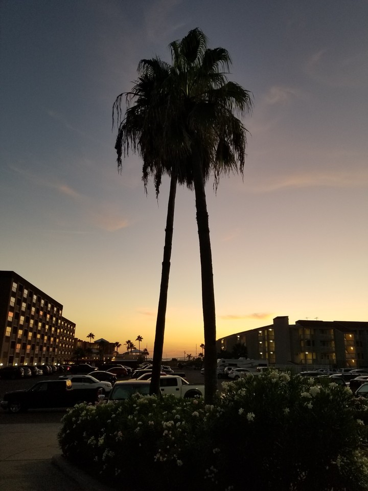 palms on South Padre