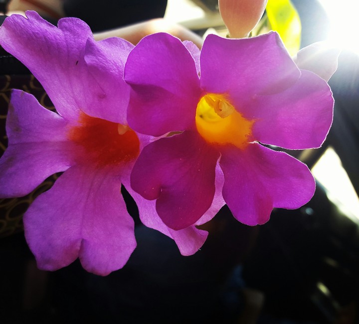 nature