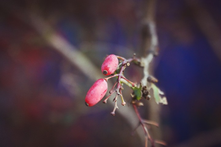 berry