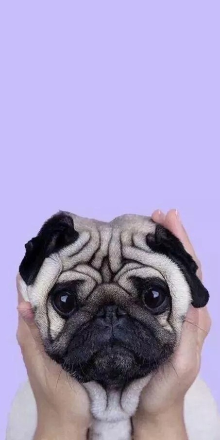 милый мопс