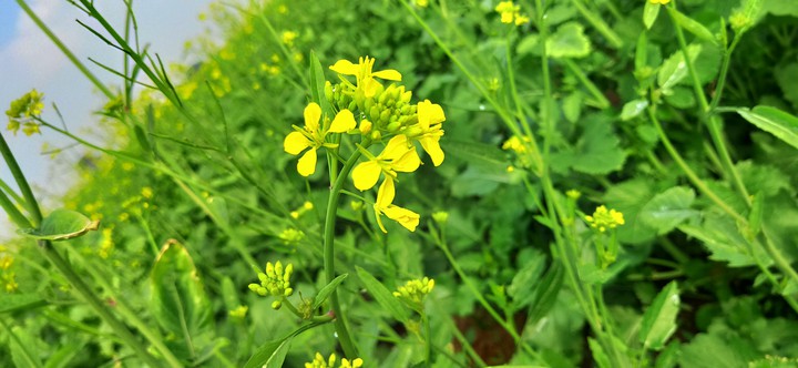 flower plants