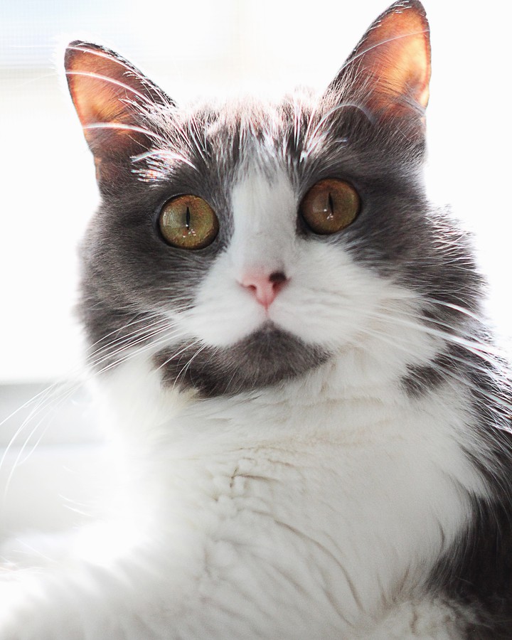 Kira the cat