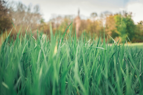 Grass