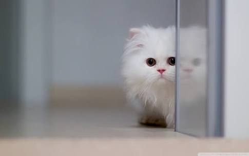 lovely cat.........