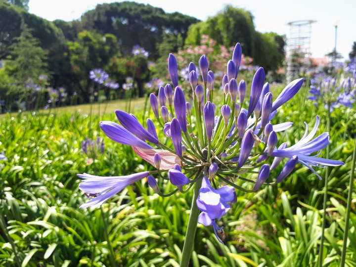 flower