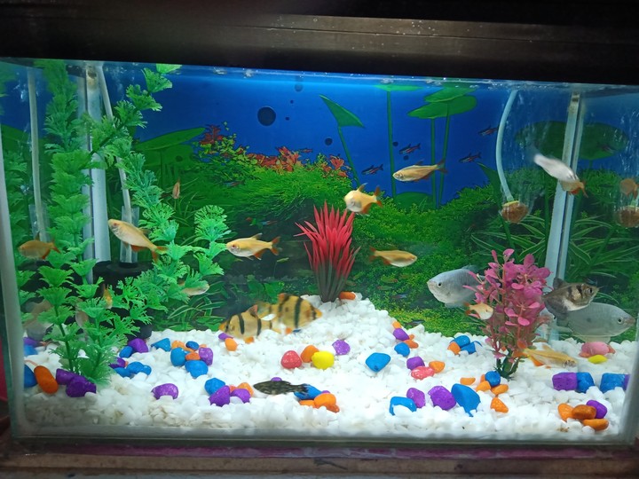 aquarium