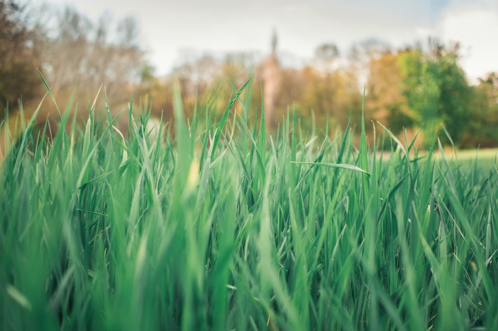 Grass