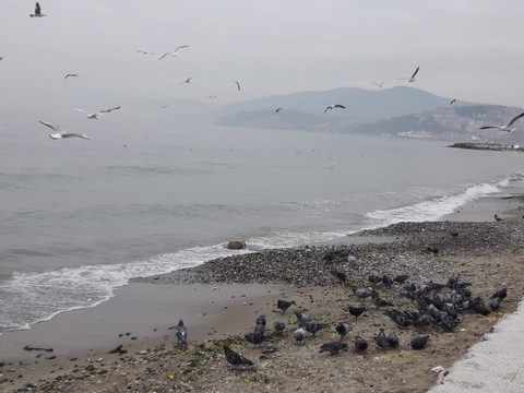 Bursa