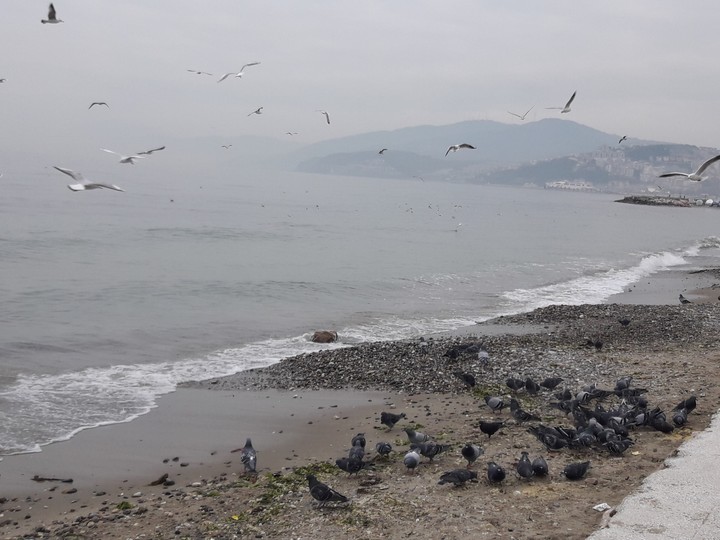 Bursa