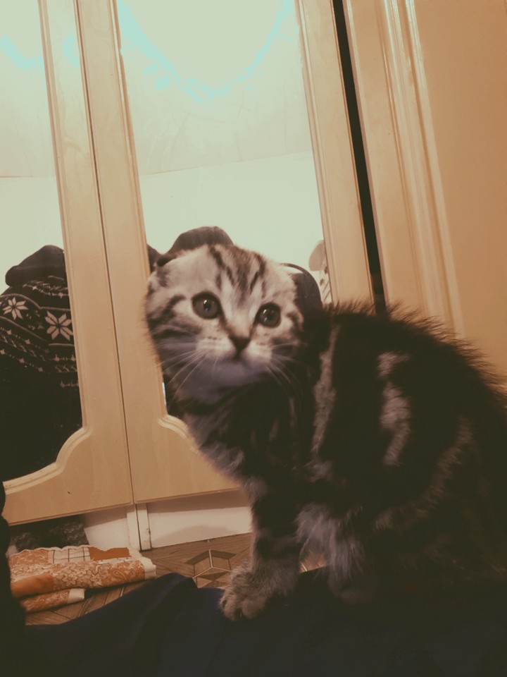 suri