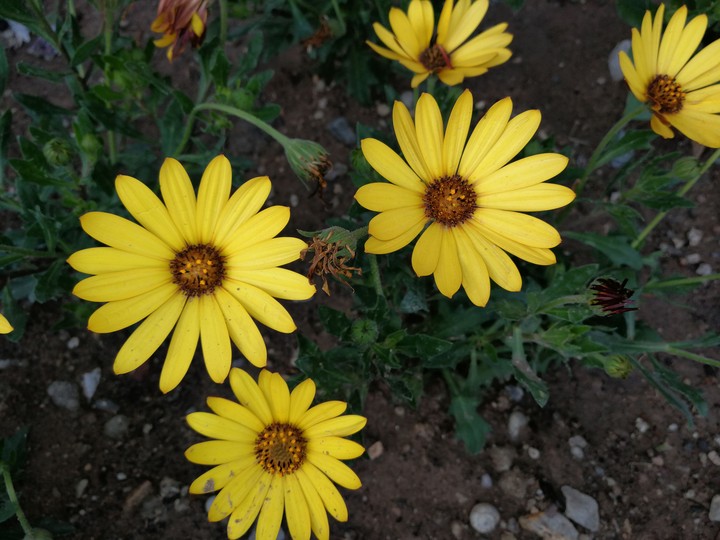 yellow flowers