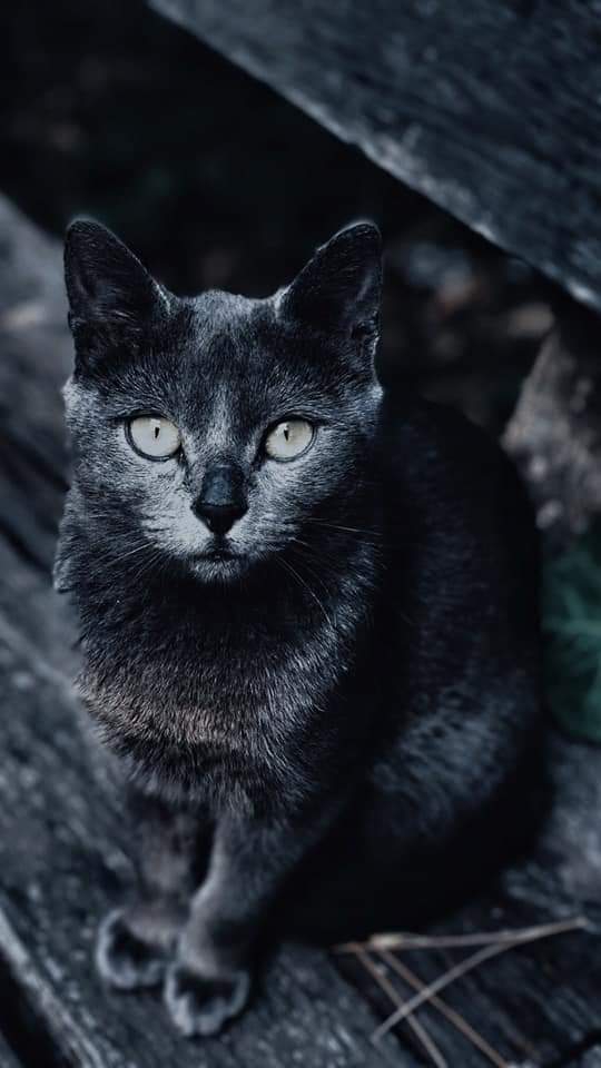 Cat♡