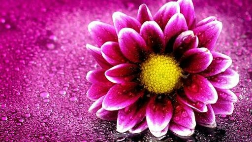 flower