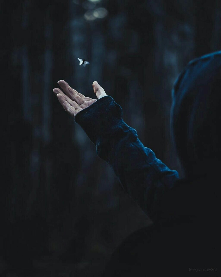 پروانه