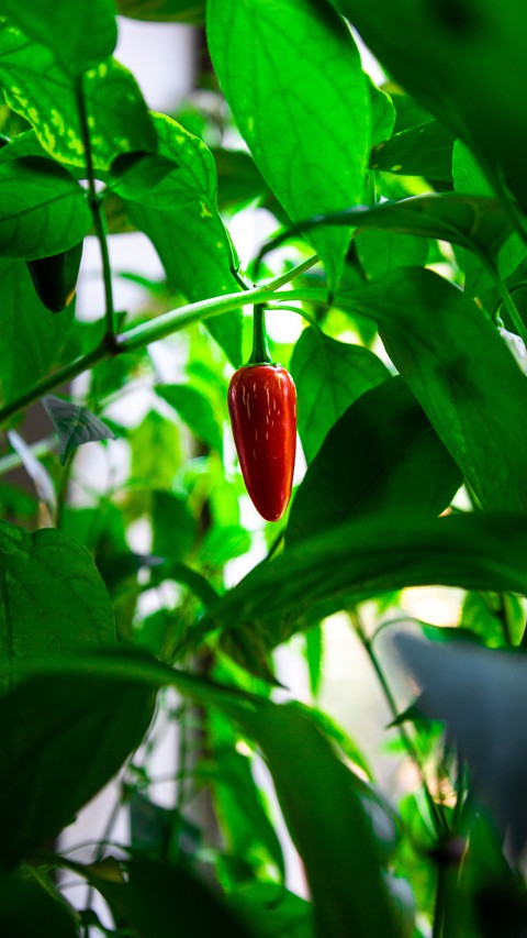 Red chilli plant