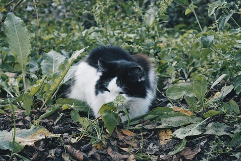 cat