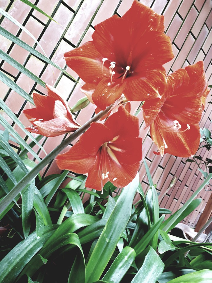 花