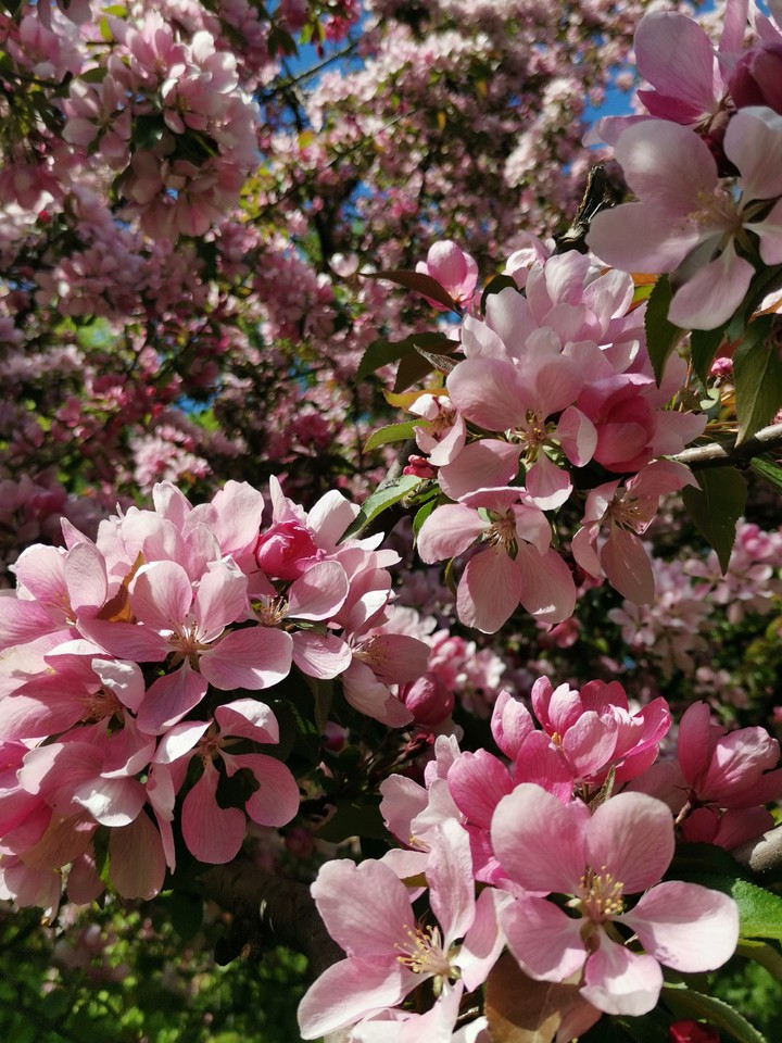Blooming apple tree