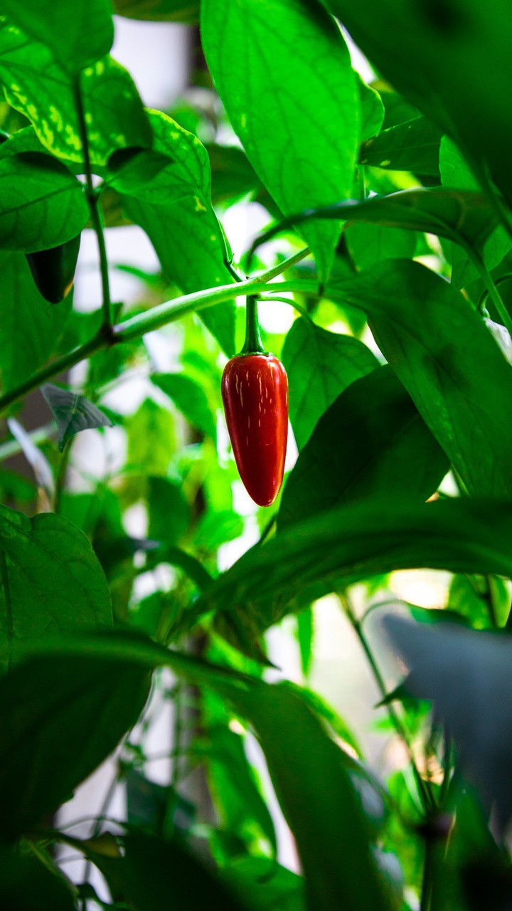 Red chilli plant