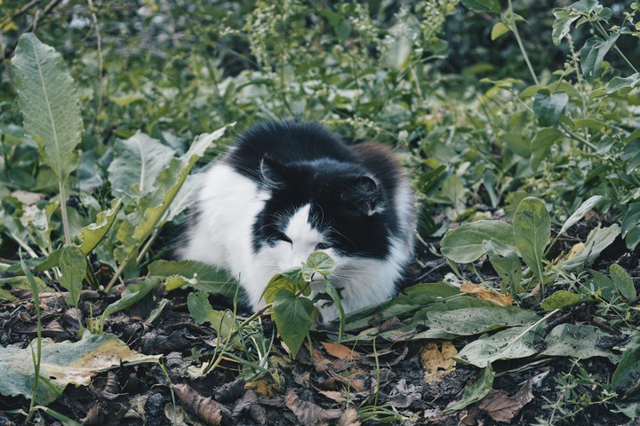 cat
