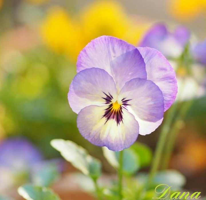 Viola