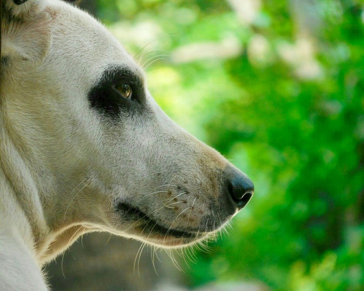 Dog