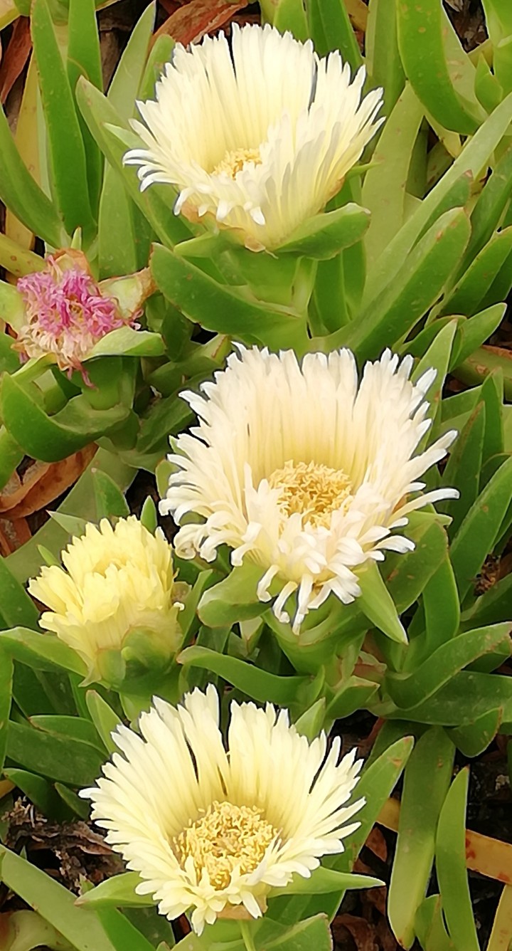 fiori