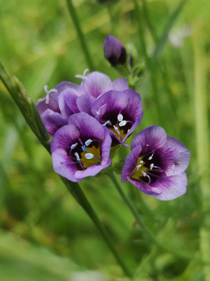 unbekannte Schönheit auf Blumenwiese