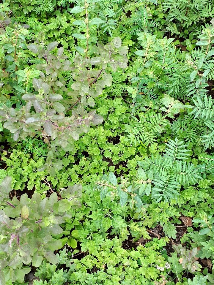 50 shades of green