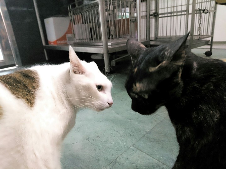 the fight