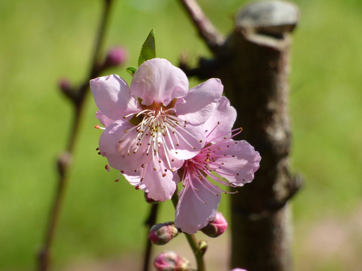 Pink flower