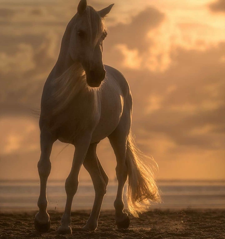 horse