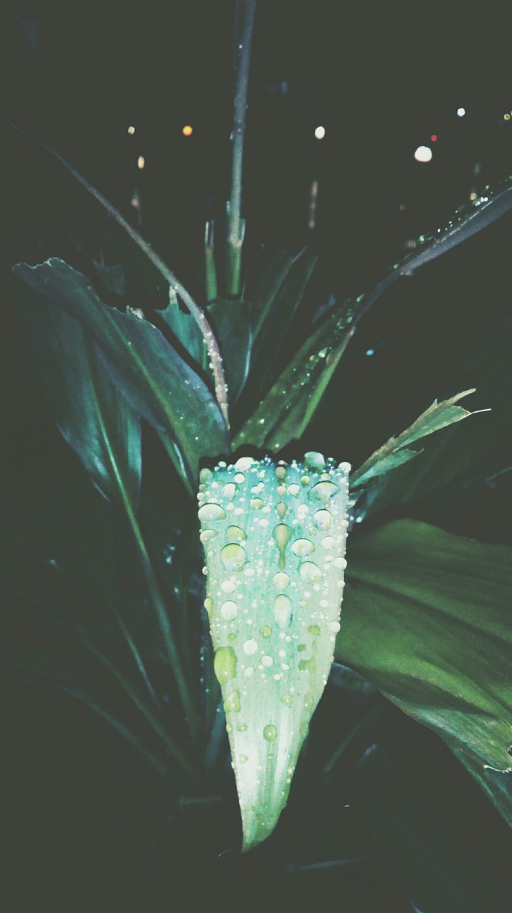 rain drops