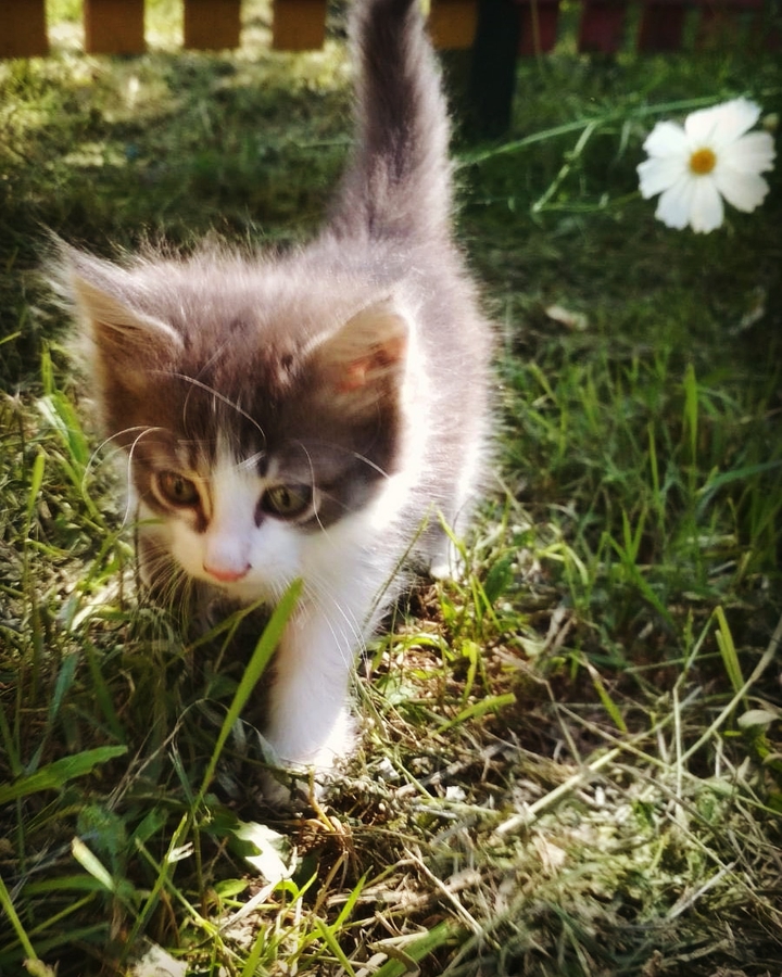 cat