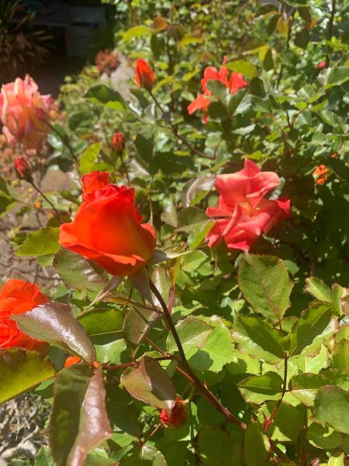 rose flowers