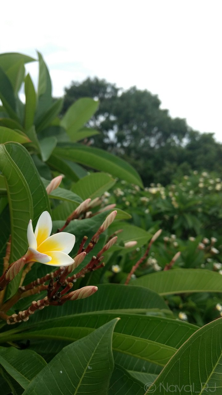 Plumerian flower