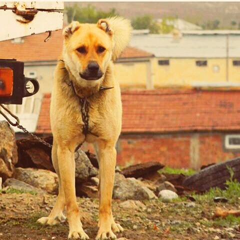 dog