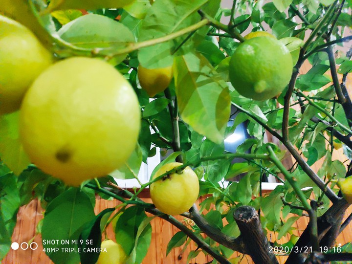 lemon