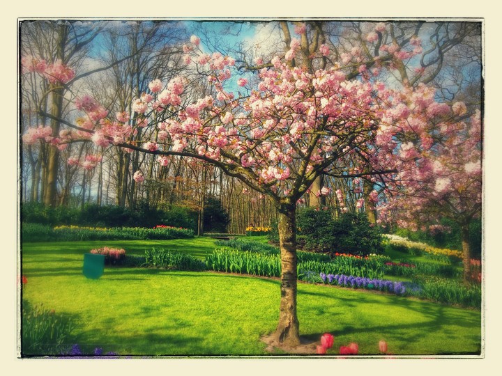 pink tree