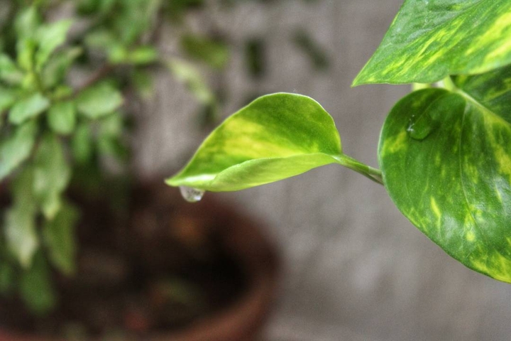 go green