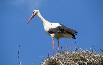 Cegonha - branca