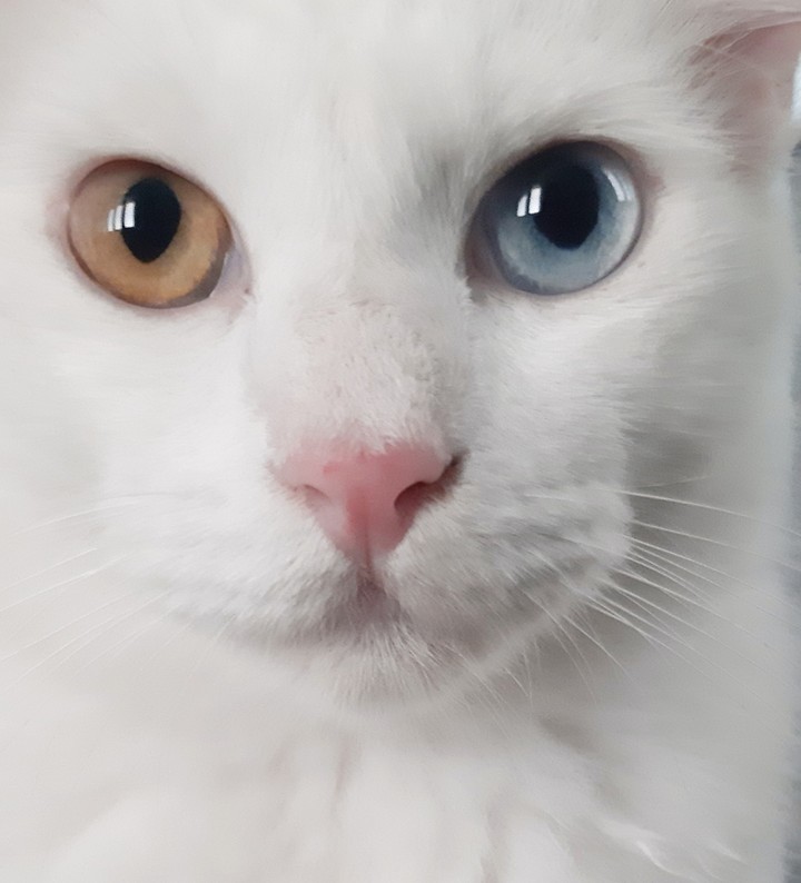 Odd Eyes