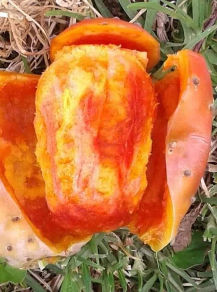 TUNA fruta mexicana!