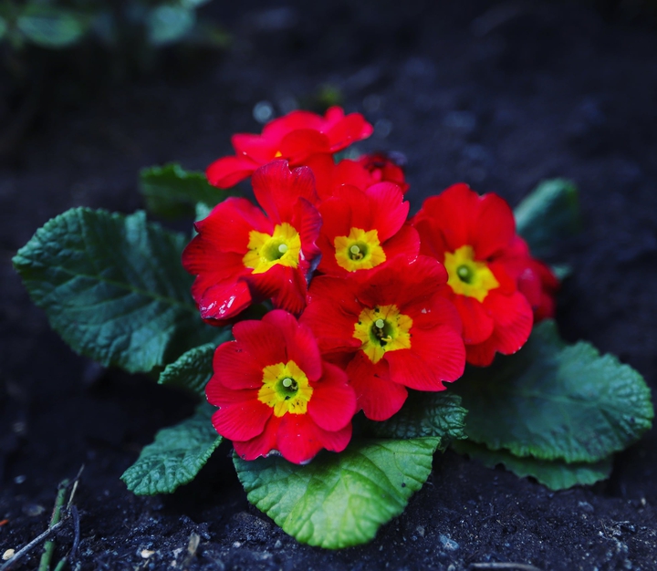 Red Flower