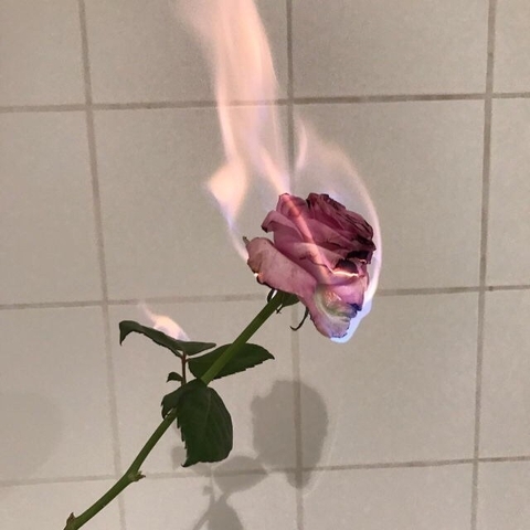 rose