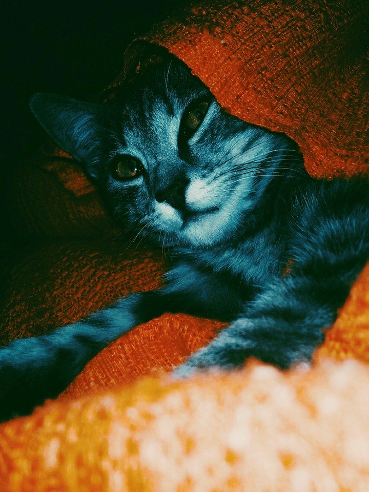 cat