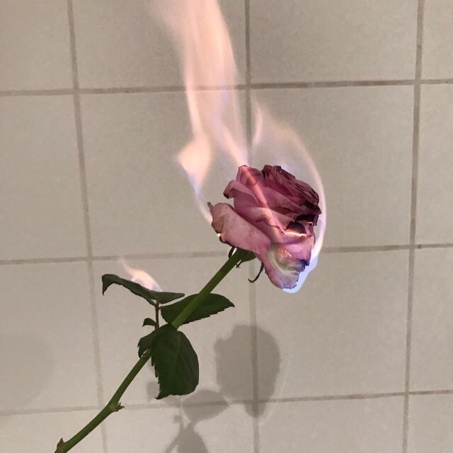 rose